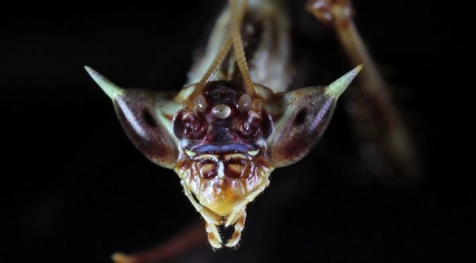 Auge in Auge mit Aliens: Insekten-Nahaufnahmen von Zana Briski (Video)